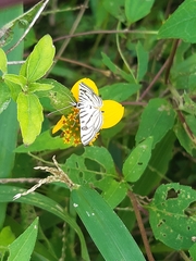 Conchylodes ovulalis