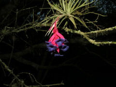 Tillandsia aeranthos