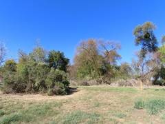 Phoradendron macrophyllum