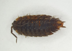 Koreoniscus racovitzai