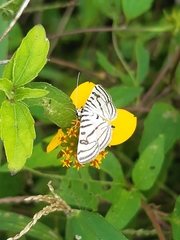 Conchylodes ovulalis