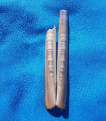 Ensis