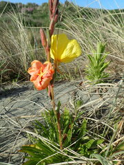 Oenothera stricta