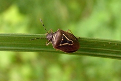Mormidea lugens