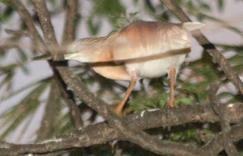 Ardeola ralloides