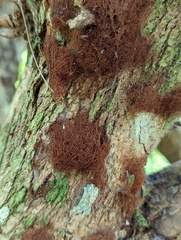 Stemonitis