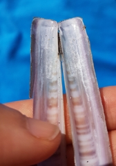 Ensis