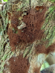 Stemonitis