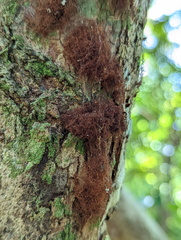 Stemonitis