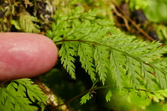 Leptolepia novae-zelandiae