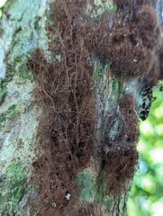 Stemonitis