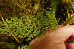 Leptolepia novae-zelandiae