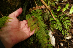 Leptolepia novae-zelandiae