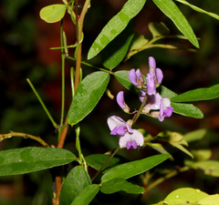 Glycine