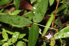 Glycine