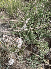 Eriogonum racemosum
