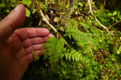 Leptolepia novae-zelandiae