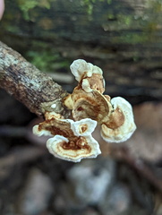Microporus xanthopus