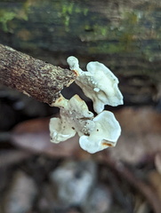 Microporus xanthopus
