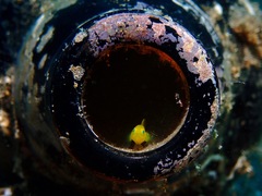 Lubricogobius exiguus