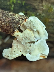 Microporus xanthopus