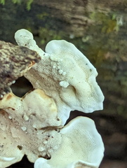 Microporus xanthopus