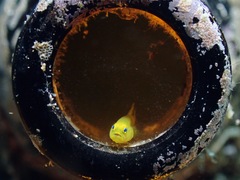 Lubricogobius exiguus