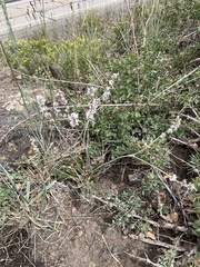 Eriogonum racemosum