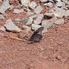 Battus polydamas polydamas