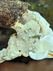 Microporus xanthopus