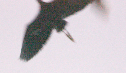 Egretta ardesiaca