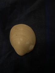 Laevicardium serratum