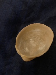 Laevicardium serratum