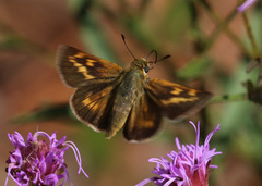 Hesperia meskei