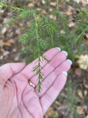 Juniperus