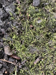 Amblystegium serpens