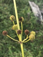 Echinodorus cordifolius