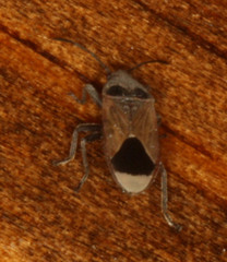 Melanotelus argillaceus