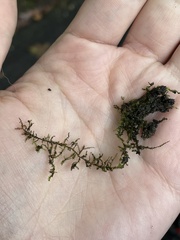 Amblystegium serpens