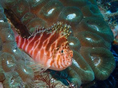 Cirrhitichthys aprinus