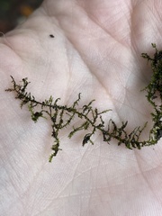 Amblystegium serpens