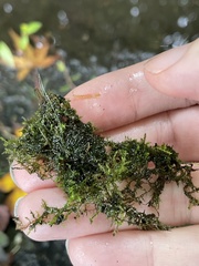 Amblystegium serpens