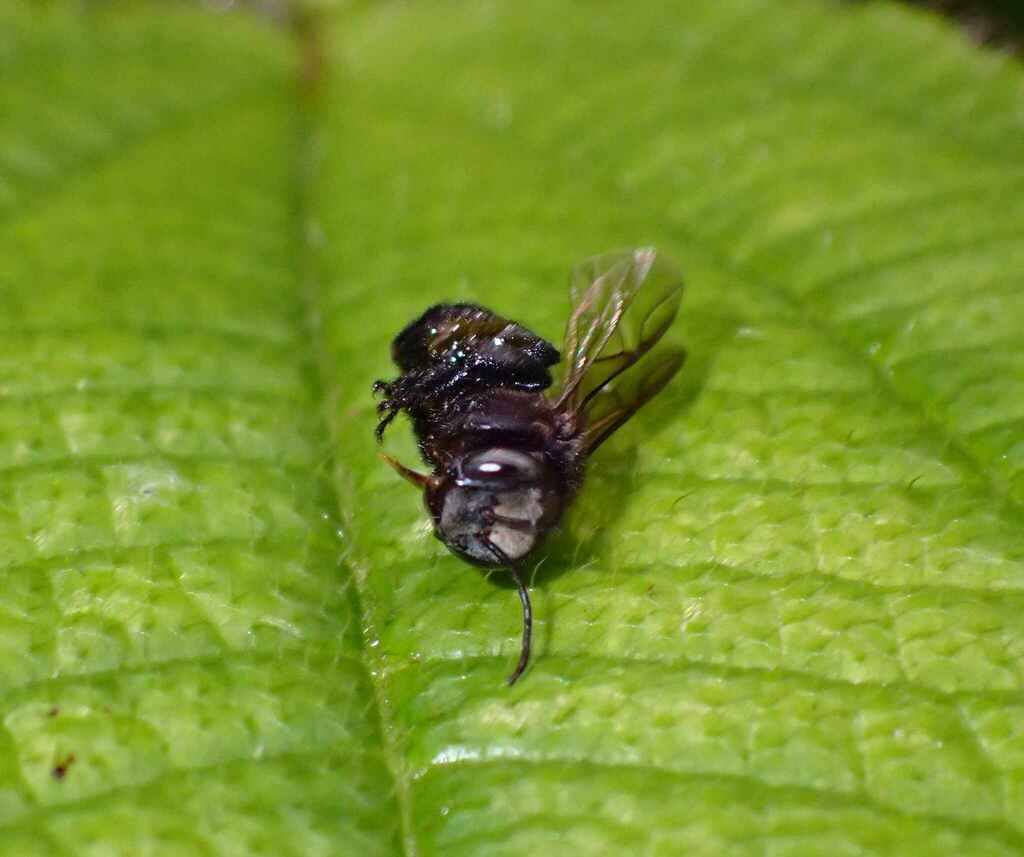 Lophotrigona