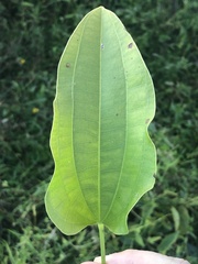 Echinodorus cordifolius