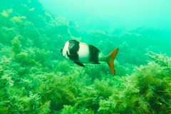 Pseudogoniistius nigripes