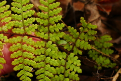 Hypolepis rufobarbata
