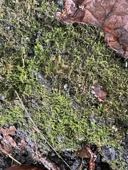 Amblystegium serpens