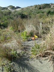 Oenothera stricta