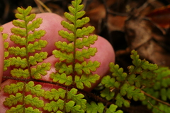 Hypolepis rufobarbata
