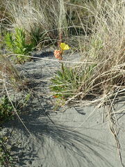 Oenothera stricta